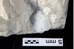 Foto (Detailansicht) von Decapoda indet. (NHMW-GEO-1990-0041-0406)